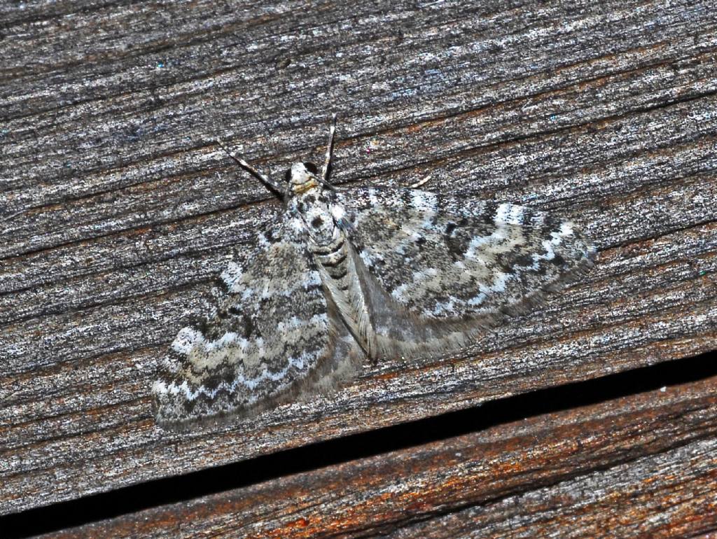 Una falena bianca e grigia: Perizoma minorata - Geometridae